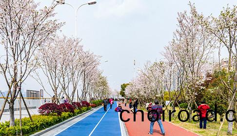 最(zui)美(mei)櫻蘤步道(dao)